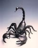Scorpion59